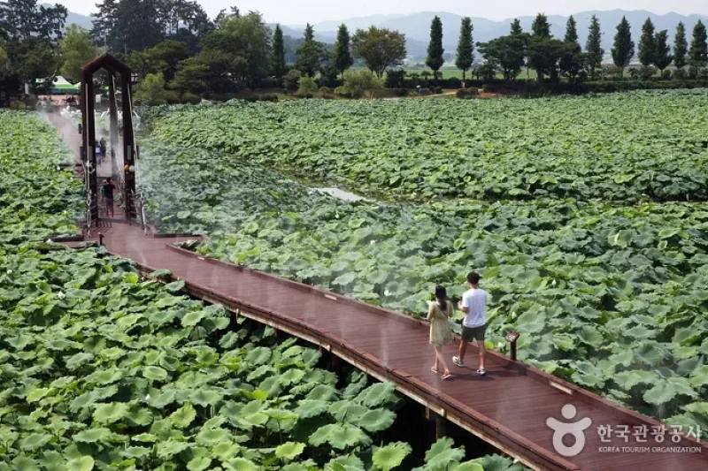 Hoesan White Lotus Pond in Muan  (22/23)