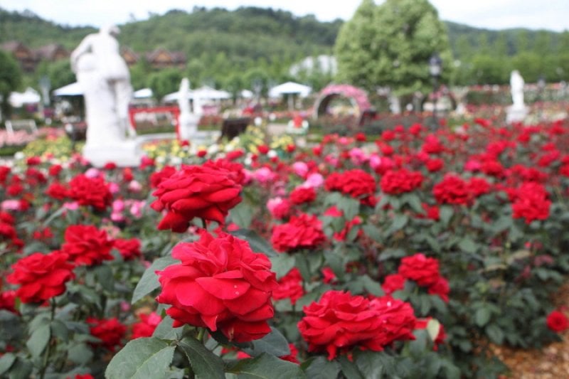 Everland Rose Festival  (1/3)