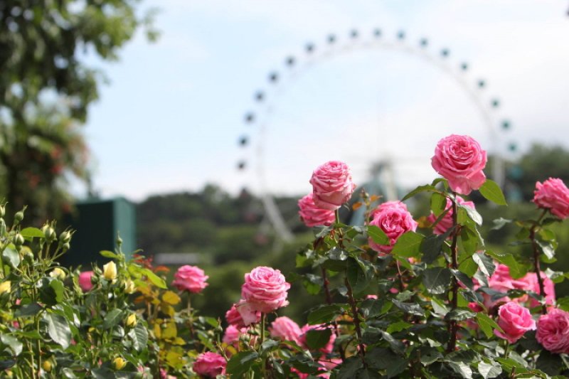 Everland Rose Festival  (2/3)