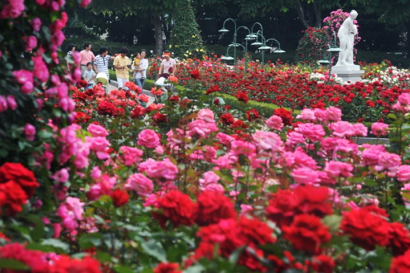 Everland Rose Festival  (3/3)