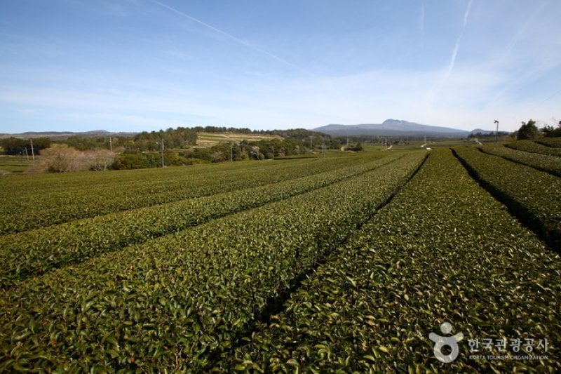 Dosun Dawon Tea Plantation  (1/4)