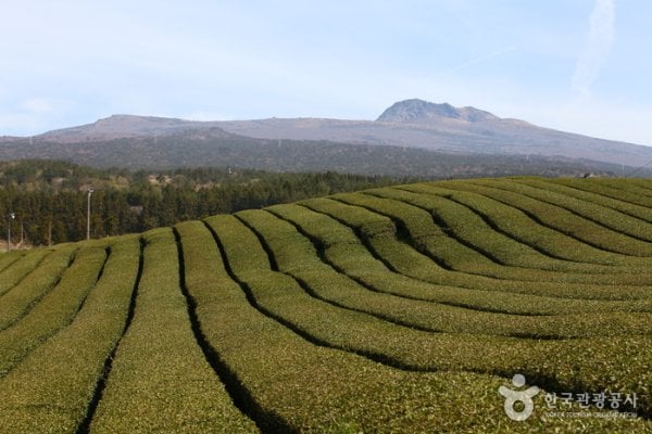 Dosun Dawon Tea Plantation