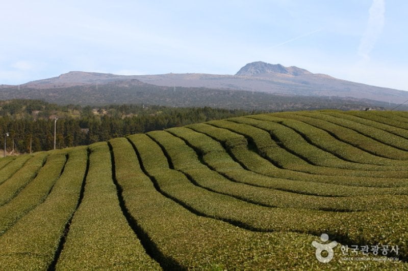 Dosun Dawon Tea Plantation  (2/4)