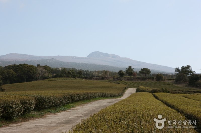 Dosun Dawon Tea Plantation  (3/4)