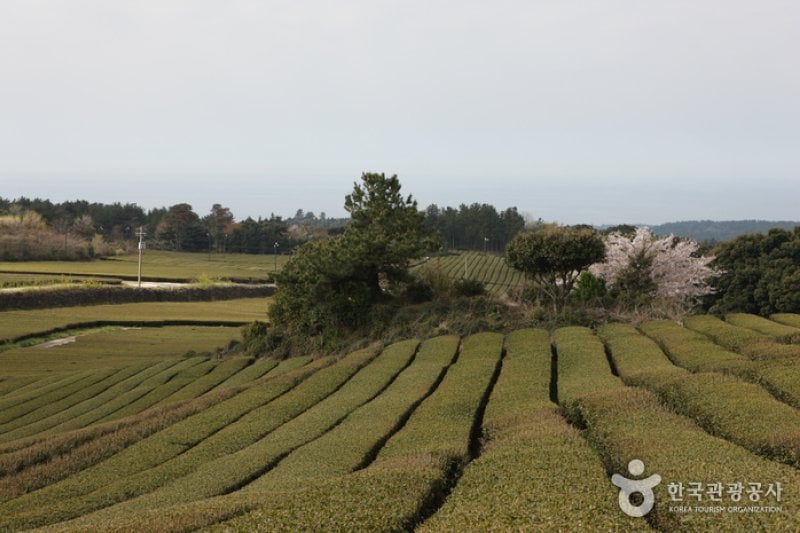 Dosun Dawon Tea Plantation  (4/4)