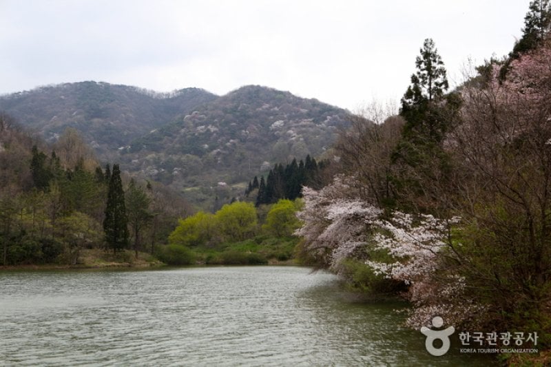 Seryangji Reservoir (세량지) (1/9)