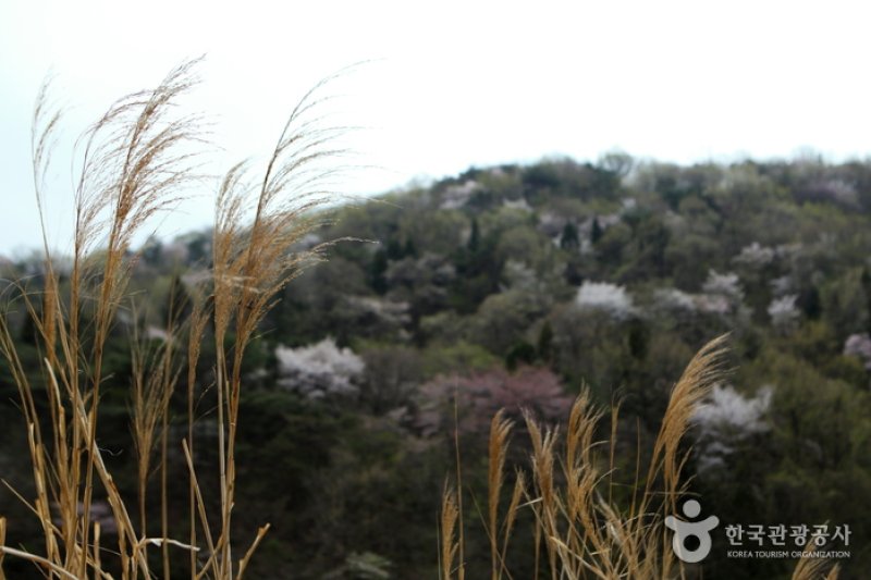 Seryangji Reservoir (세량지) (7/9)