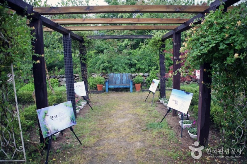 Hani Lavender Farm (하늬라벤더팜) (1/7)