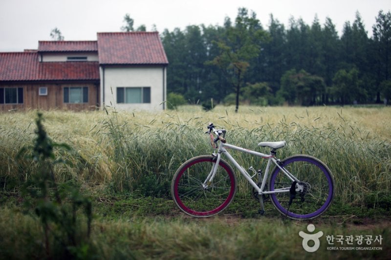 Hani Lavender Farm (하늬라벤더팜) (2/7)