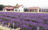 Hani Lavender Farm (하늬라벤더팜)