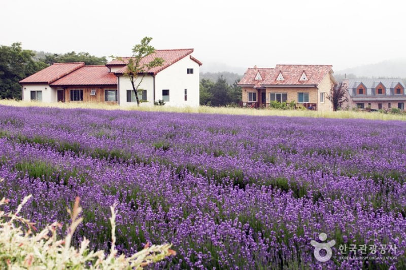 Hani Lavender Farm (하늬라벤더팜) (3/7)