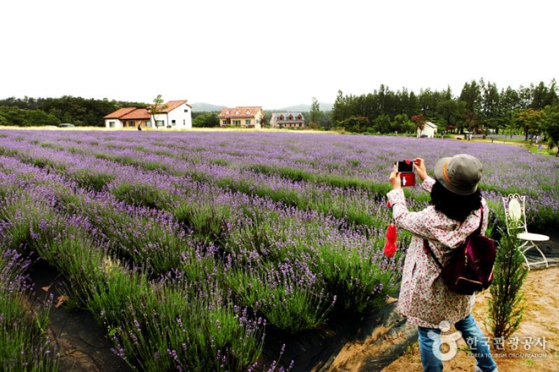 Hani Lavender Farm (하늬라벤더팜) (4/7)
