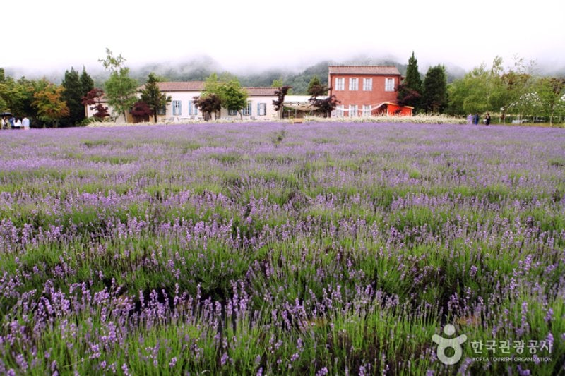Hani Lavender Farm (하늬라벤더팜) (5/7)