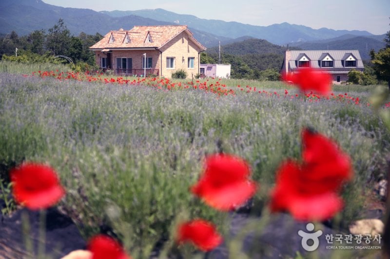 Hani Lavender Farm (하늬라벤더팜) (6/7)