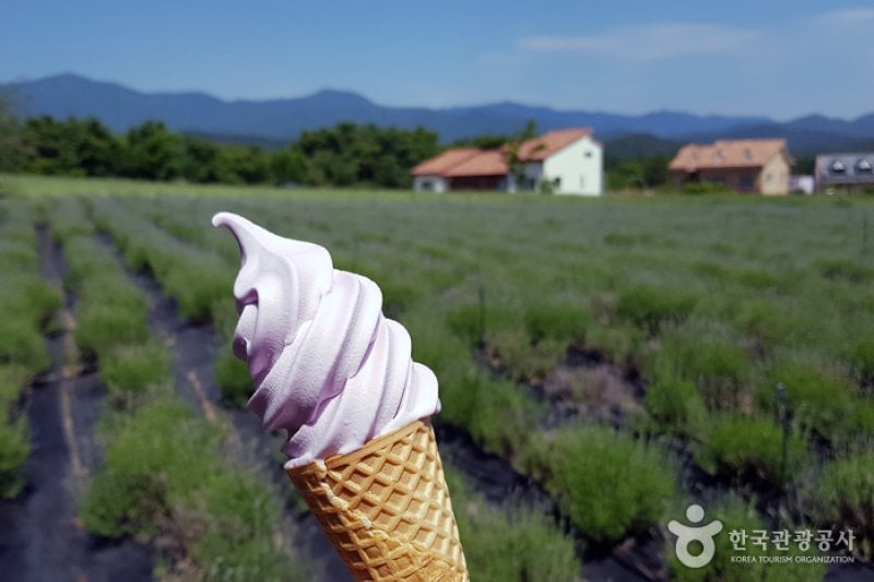 Hani Lavender Farm (하늬라벤더팜) (7/7)