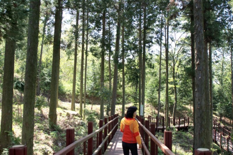 Cypress Forest Woodland  (4/5)
