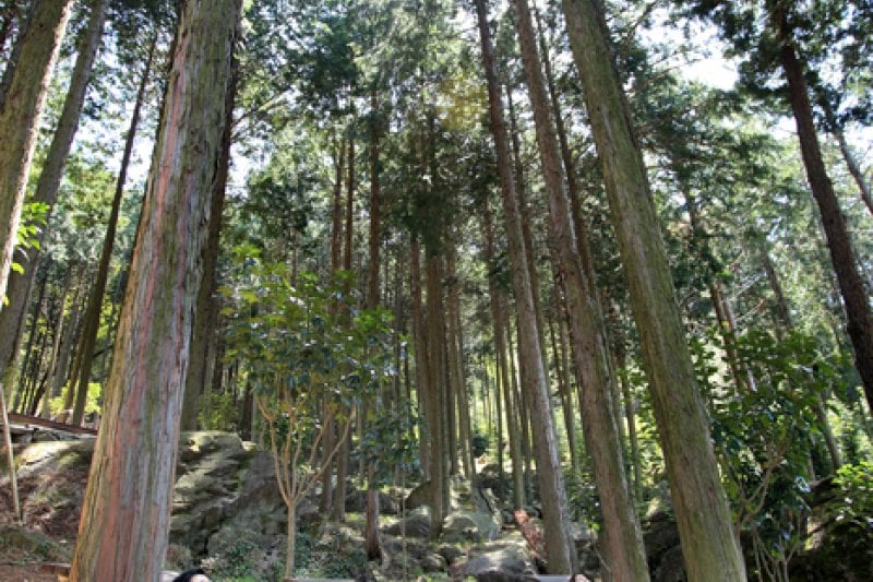 Cypress Forest Woodland  (5/5)