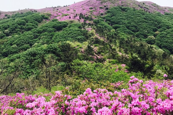 Illimsan Mountain Royal Azalea Cultural Festival