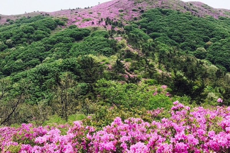 Illimsan Mountain Royal Azalea Cultural Festival  (1/2)