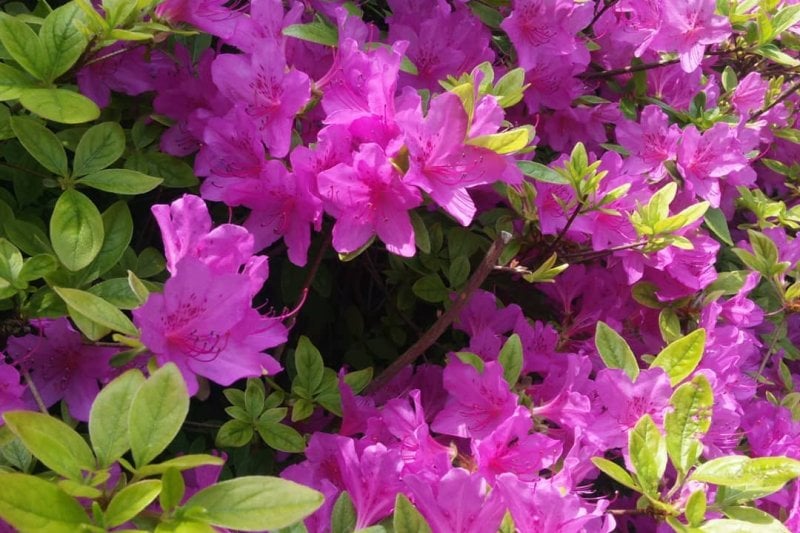Illimsan Mountain Royal Azalea Cultural Festival  (2/2)