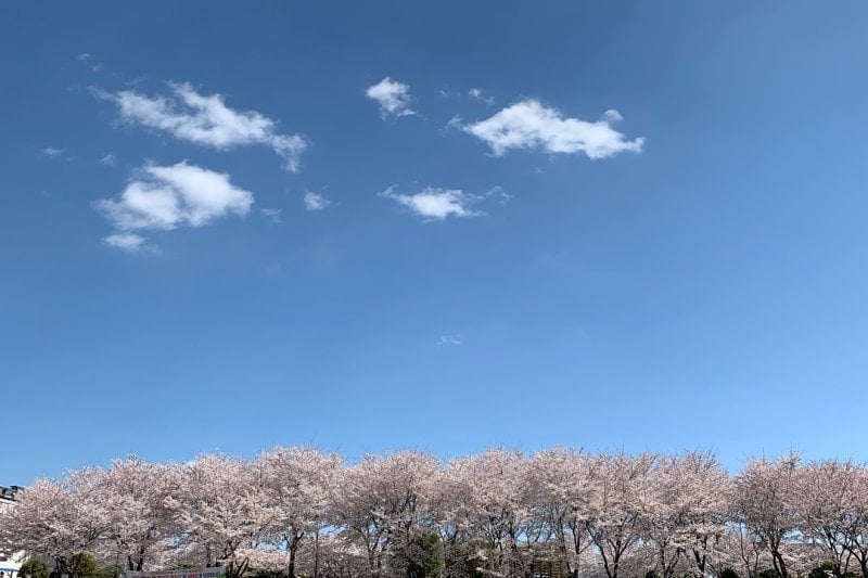 Gwangyang Flower Festival  (3/4)