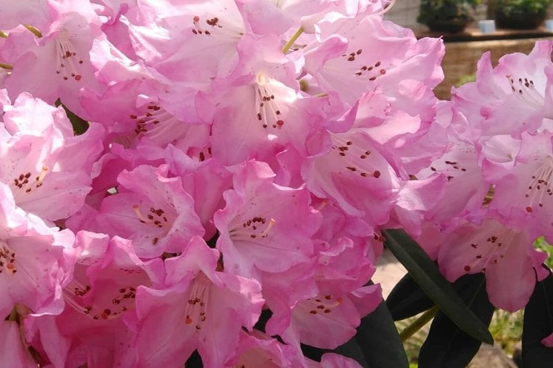 Gwangyang Flower Festival  (4/4)