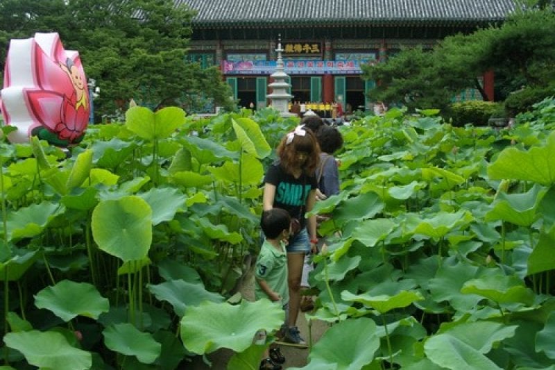 Seoul Lotus Flower Culture Festival  (1/3)
