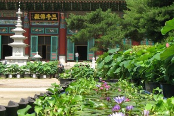 Seoul Lotus Flower Culture Festival