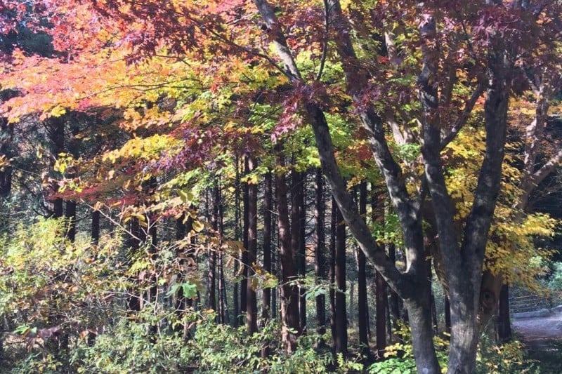 Seongsusan Recreational Forest  (1/3)