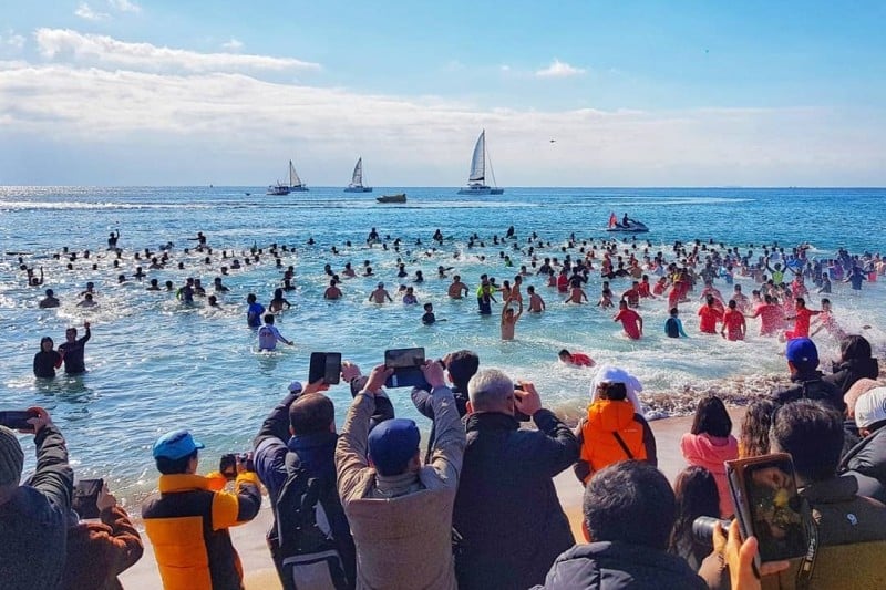 Geojedo International Penguin Swimming Festival  (3/4)
