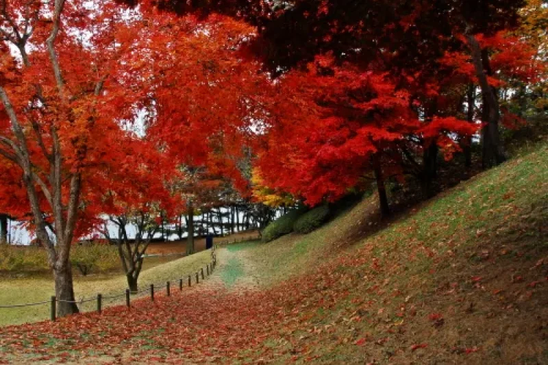 Daecheongho Obaengni (500-ri) Road (대청호오백리길) (5/8)