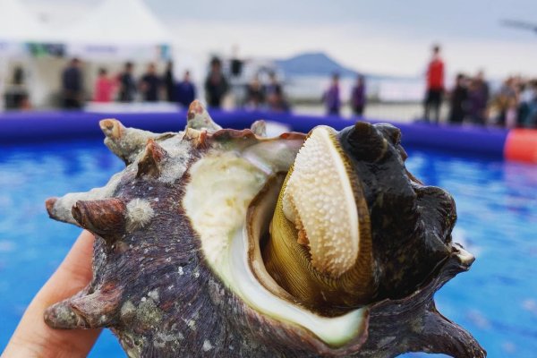 Jeju Udo Seashell Festival