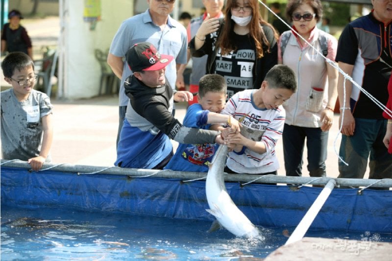 Homigot Octopus Festival  (4/7)