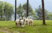 AlpacaWorld 