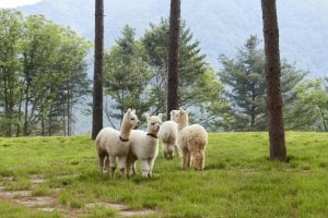 AlpacaWorld 