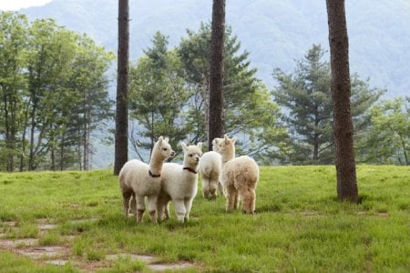 AlpacaWorld 