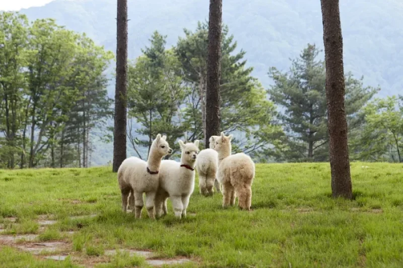 AlpacaWorld  (1/39)