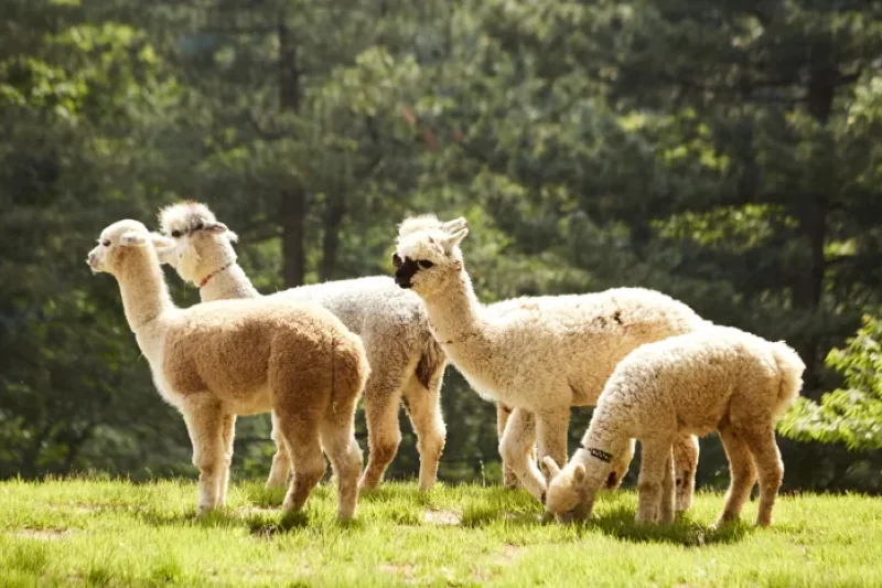 AlpacaWorld  (2/39)