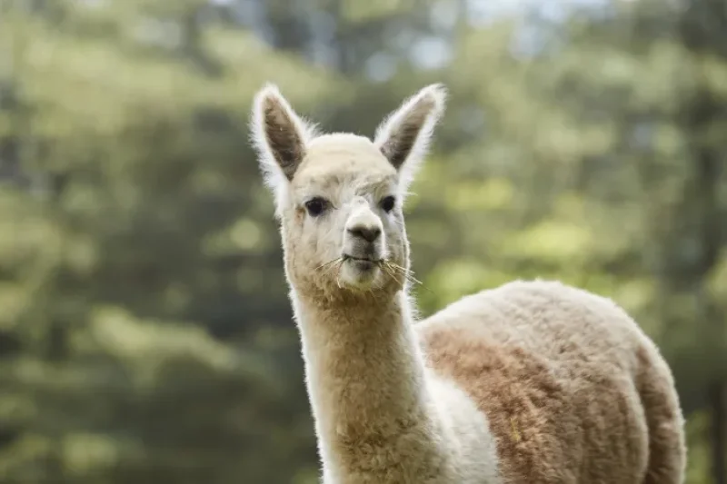 AlpacaWorld  (5/39)