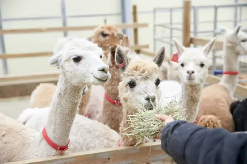 AlpacaWorld  (18/39)