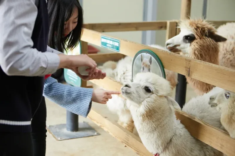 AlpacaWorld  (19/39)