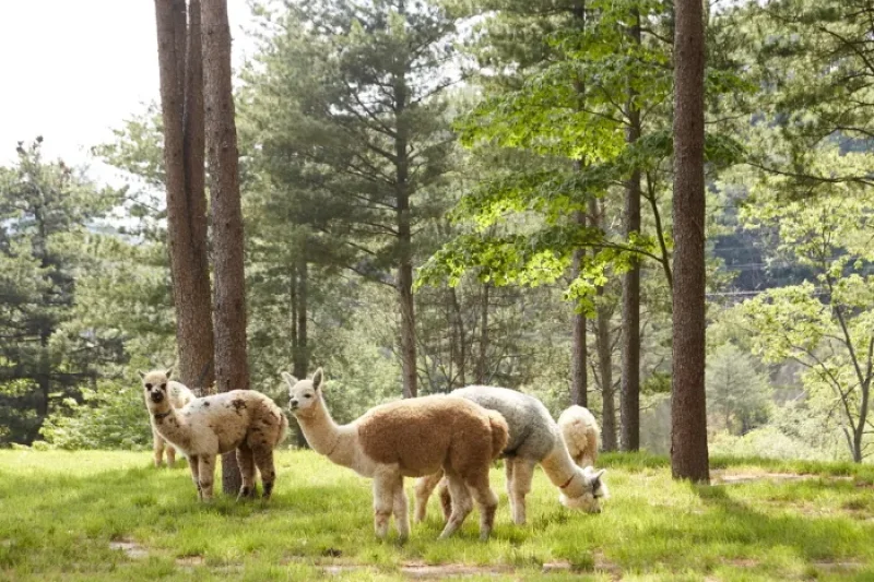 AlpacaWorld  (31/39)