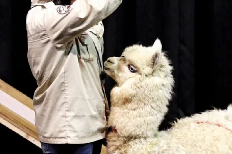 AlpacaWorld  (33/39)