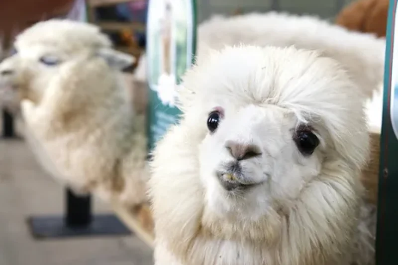 AlpacaWorld  (39/39)