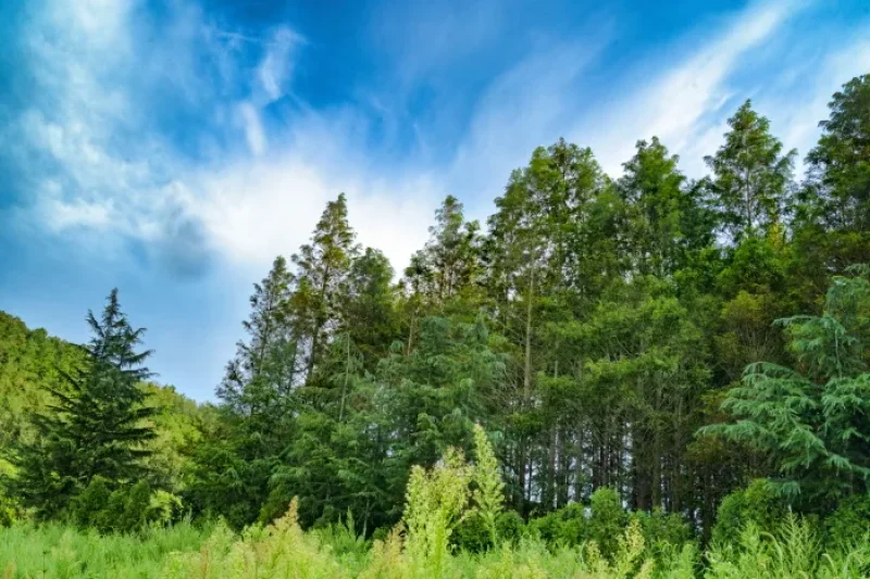 Beoryeong-ri Metasequoia Trail (벌영리 메타세콰이어길) (1/3)