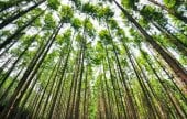Beoryeong-ri Metasequoia Trail (벌영리 메타세콰이어길)