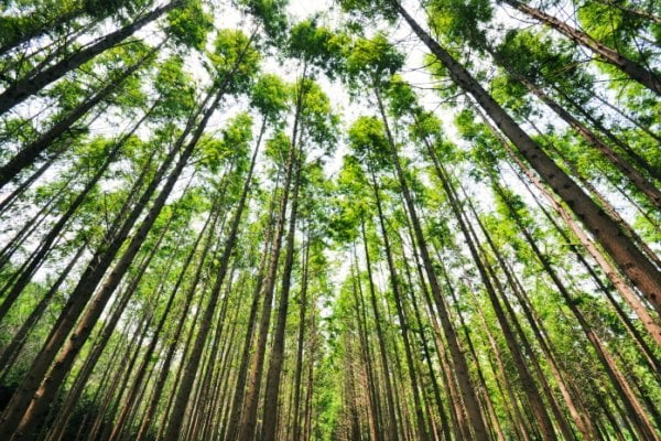 Beoryeong-ri Metasequoia Trail (벌영리 메타세콰이어길)