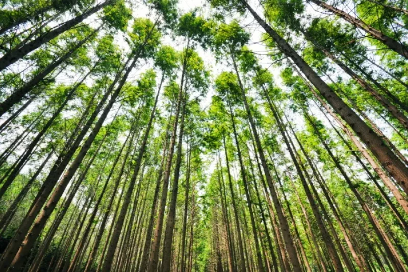 Beoryeong-ri Metasequoia Trail (벌영리 메타세콰이어길) (2/3)