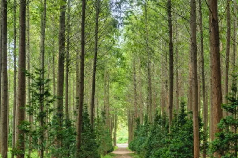 Beoryeong-ri Metasequoia Trail (벌영리 메타세콰이어길) (3/3)