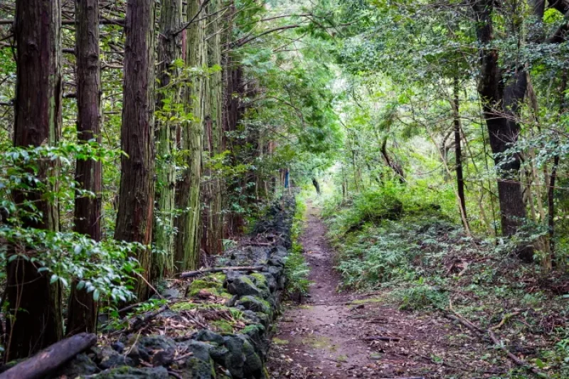 Gosalli Forest Trail (고살리 숲길) (1/3)